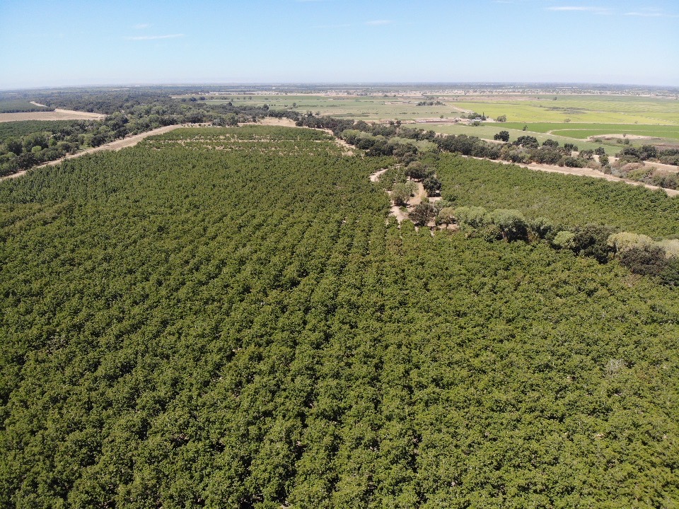 Gilbert Group Walnut Orchards and Facility -J Hill Land Company